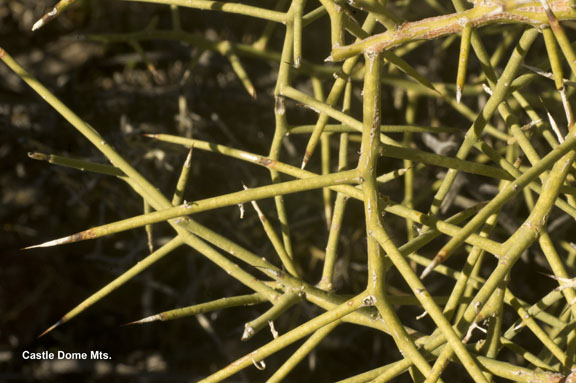 Koeberlinia spinosa var. tenuispina